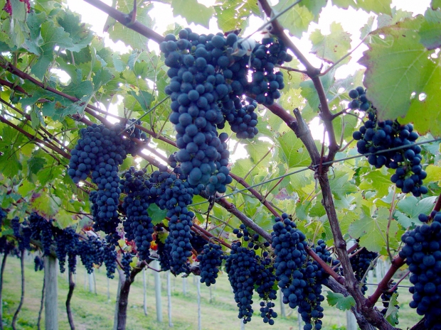 vitivinicultura 20141120 2020705933