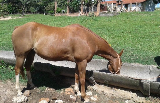 anemia equina 20160928 1981987212