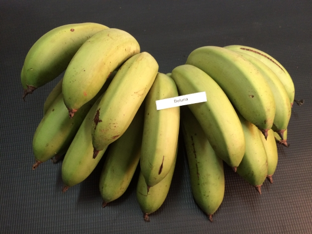 regiao ganha novo cultivar de banana 20161027 1514811265