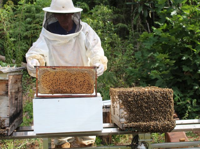 Apicultura Mel Ícones Linha Apicultura Processamento Mel