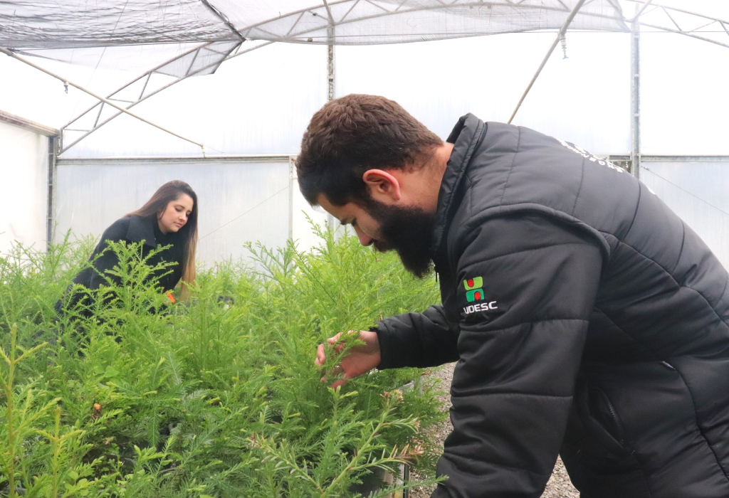 Pesquisador analisa plantas em estufa