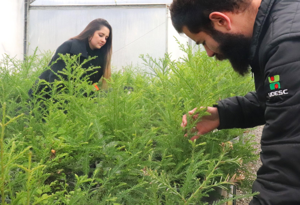 Pesquisadores trabalham em estufa de plantas da Udesc