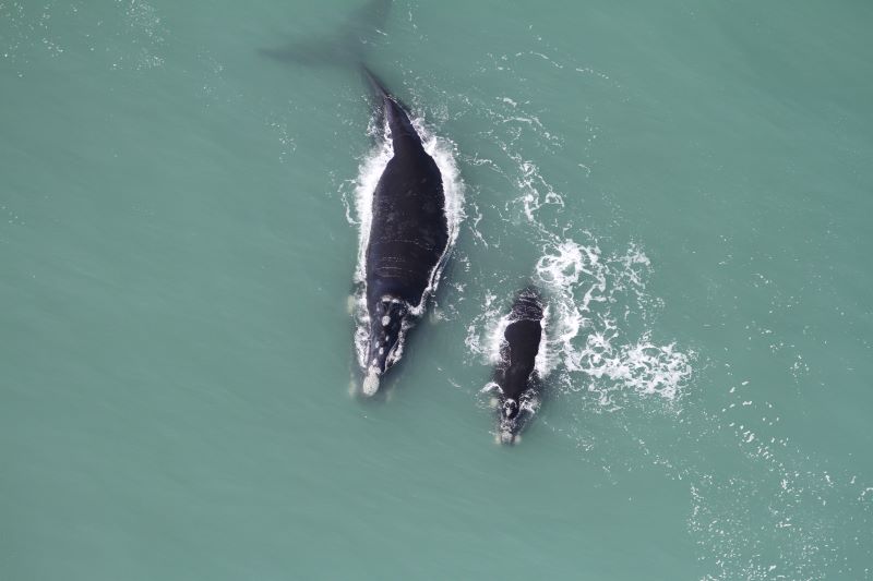 Sobrevoo estendido no litoral Sul do Brasil registra 225 baleias-francas