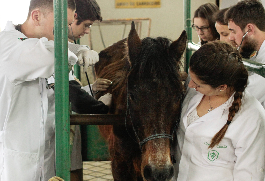 Estudantes da Udesc Lages atuam no programa de extensão Amigo do Carroceiro