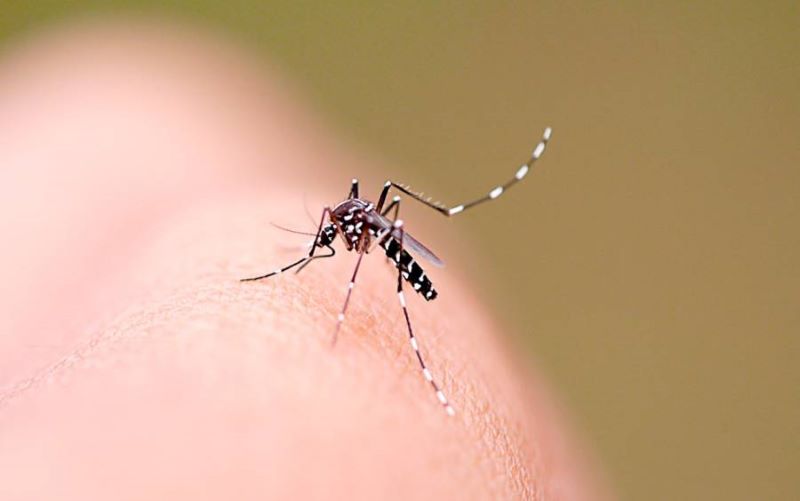 The state government transfers R$5 million to the municipalities of Santa Catarina to combat Aedes aegypti – ACN