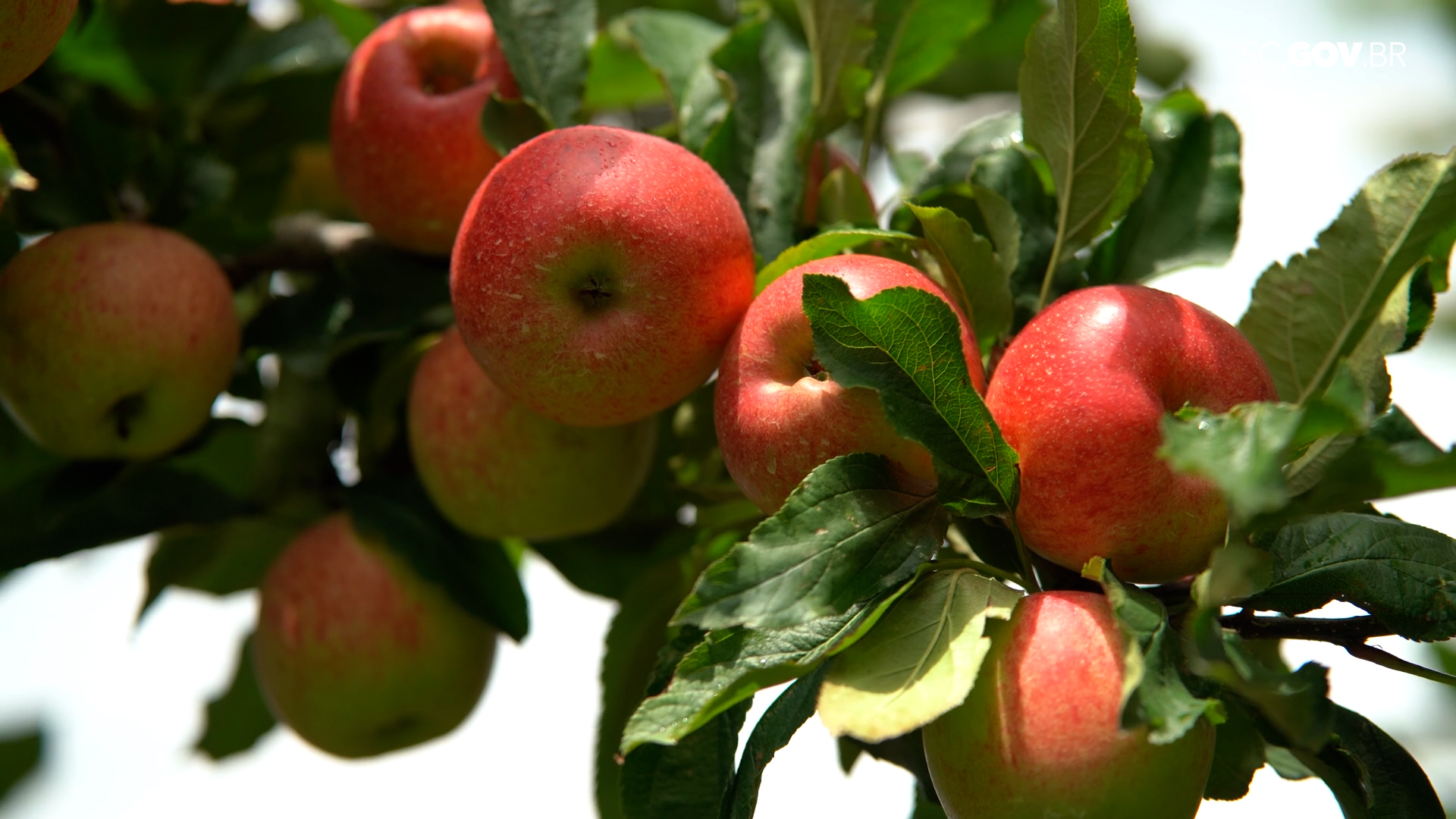 Está oficialmente aberta a safra nacional da maçã com destaque na produção de SC