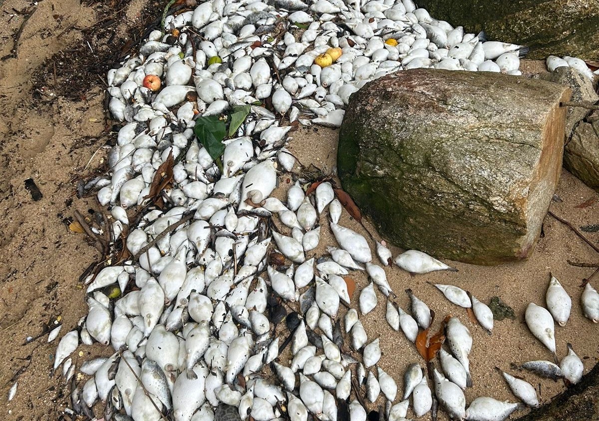 Mortandade de peixes em Florianópolis e São José gera alerta dos órgãos de fiscalização
