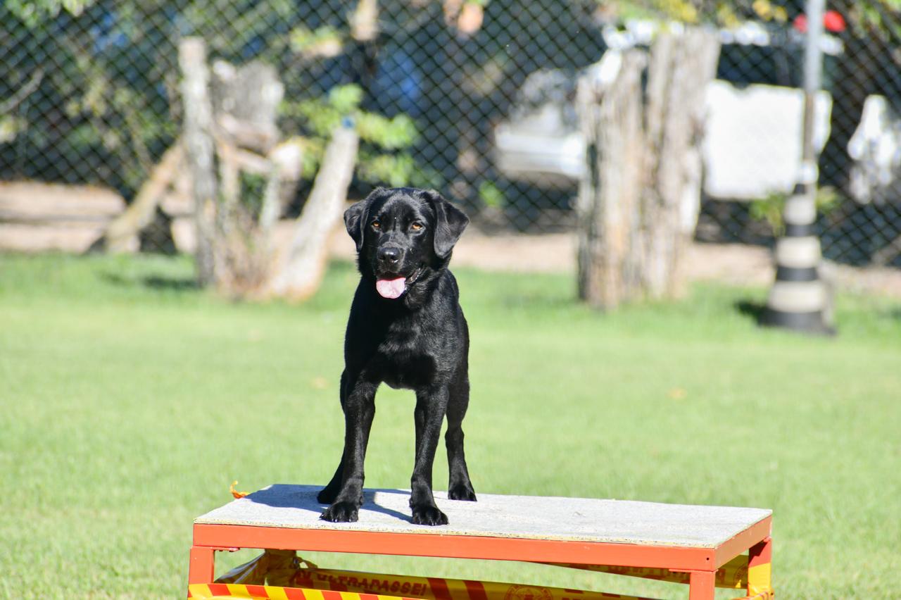 No Dia Internacional do Cão de Busca e Resgate, CBMSC enaltece atuação dos cães em ocorrências reais