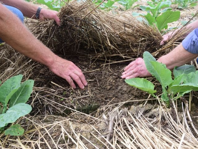 Proteção do solo, no sistema de plantio direto de hortaliças