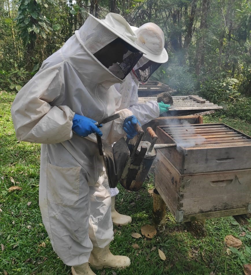 Cidasc orienta apicultores sobre doença bacteriana que pode prejudicar crias das colmeias