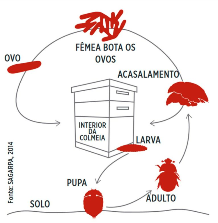 Foto: Reprodução/Secom SC