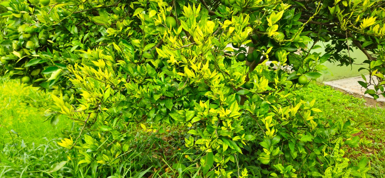 O greening, inicialmente chamado de “doença do ramo amarelo”, e posteriormente huanglonbing (HBL), doença do dragão amarelo. Foto: Departamento Estadual de Defesa Vegetal (Dedev) da Cidasc.